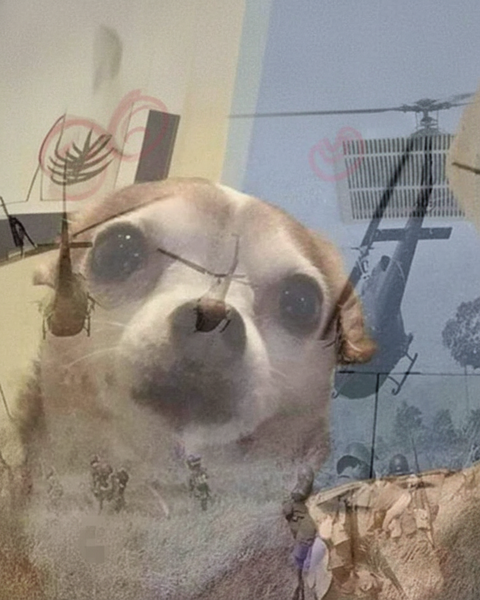 PTSD Chihuahua Flashbacks