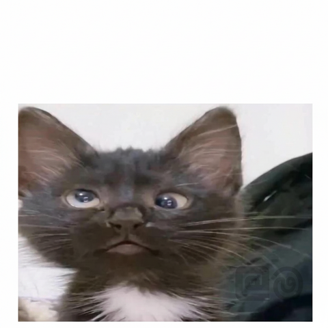 Confused Black Cat Looking Up
