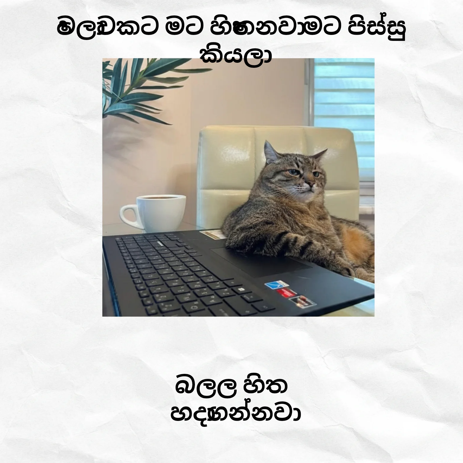 Cat at Laptop with Sinhala Text: වෙලාවකට මට හිතෙනවා මට පිස්සු කියලා / බලල හිත හදාගන්නවා