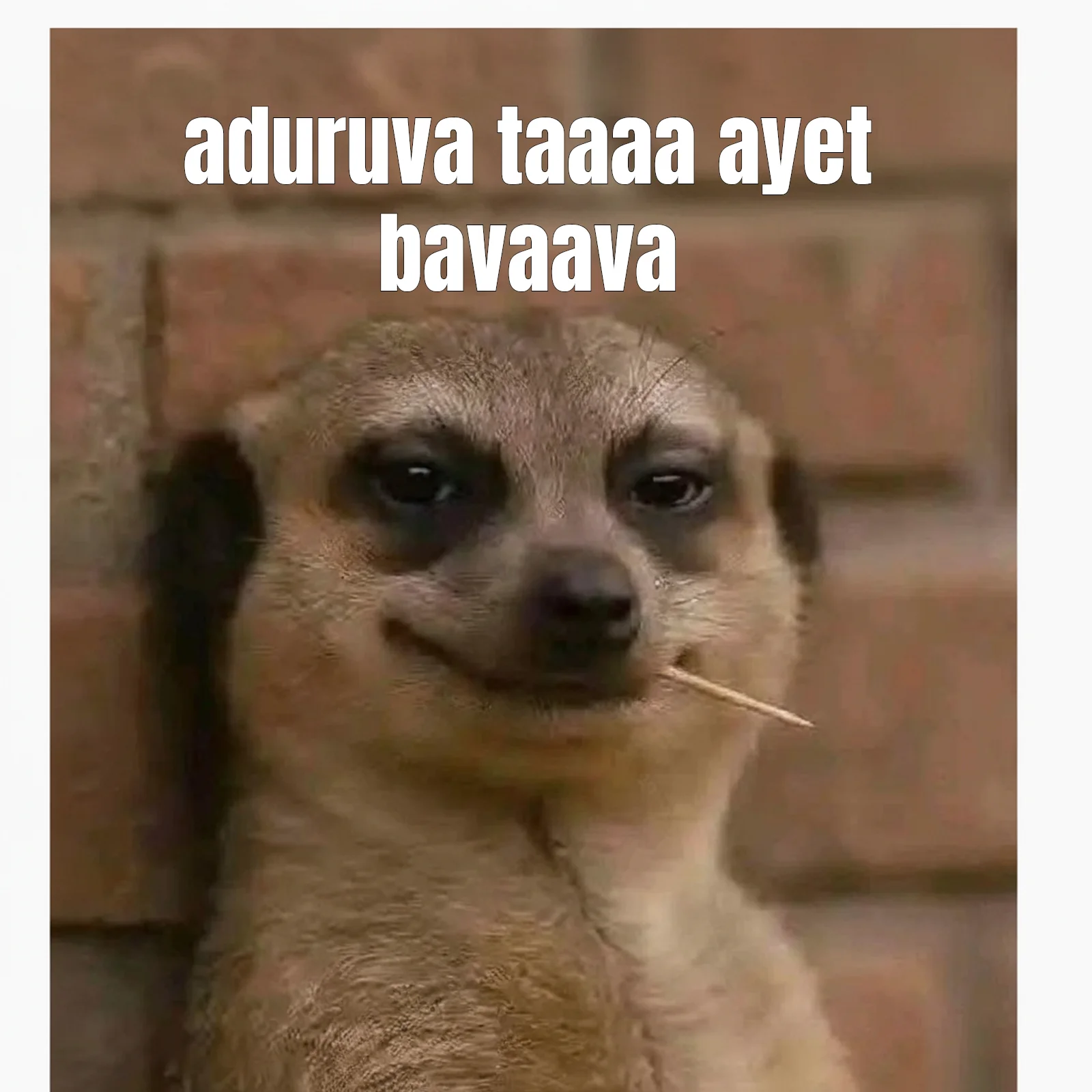 Smirking Meerkat with Toothpick: aduruva taaaa ayet bavaava