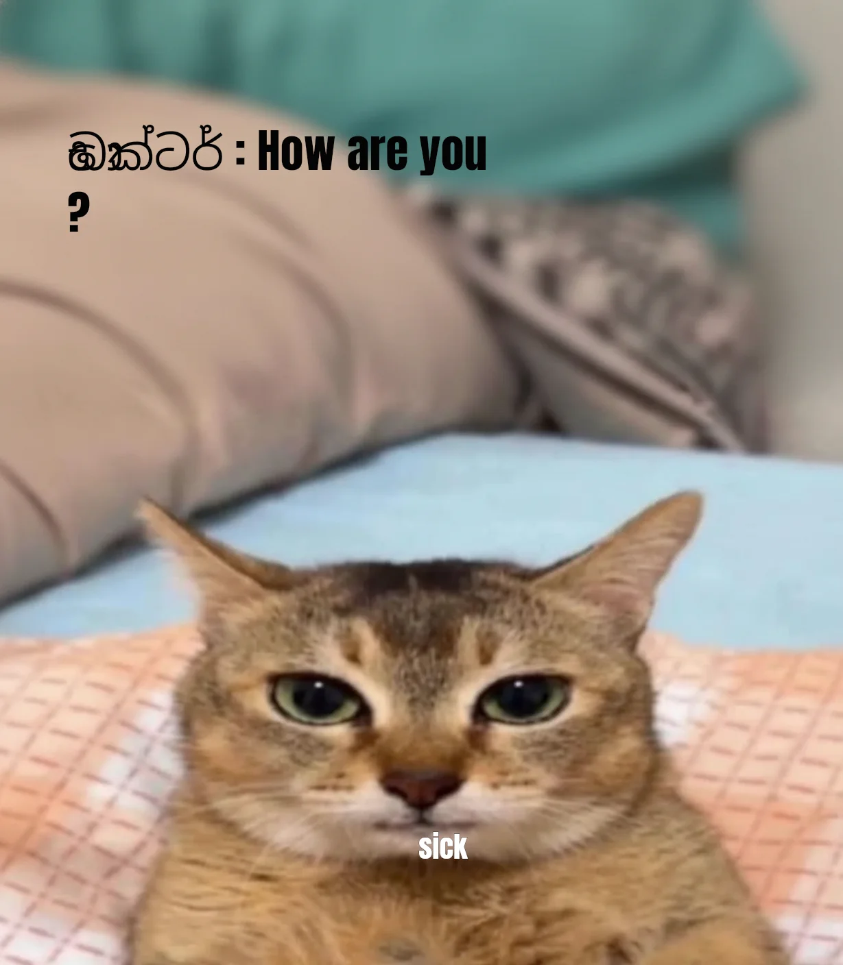 Annoyed Cat Reaction Meme: ඩොක්ටර් : How are you ? / sick