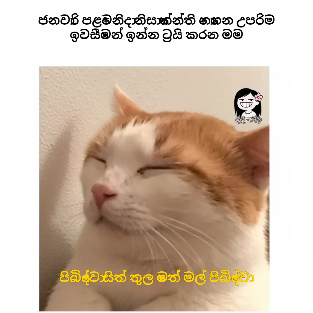 Zen Cat Meditating