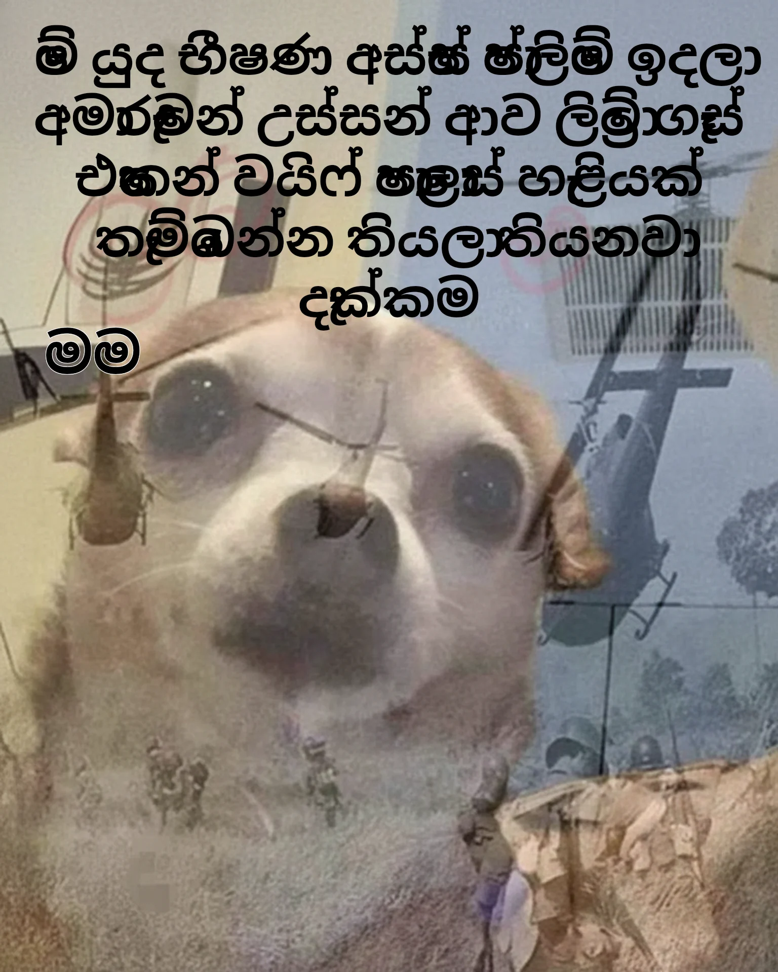 PTSD Chihuahua Flashbacks