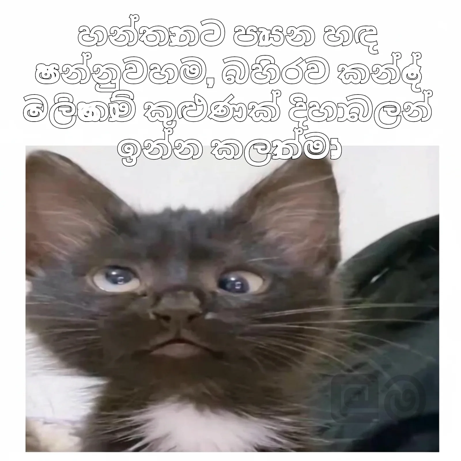 Confused Black Cat Looking Up: හන්තානට පායන හඳ පෙන්නුවහම, බහිරව කන්දේ ටෙලිකොම් කුළුණක් දිහා බලන් ඉන්න කලාත්මා: