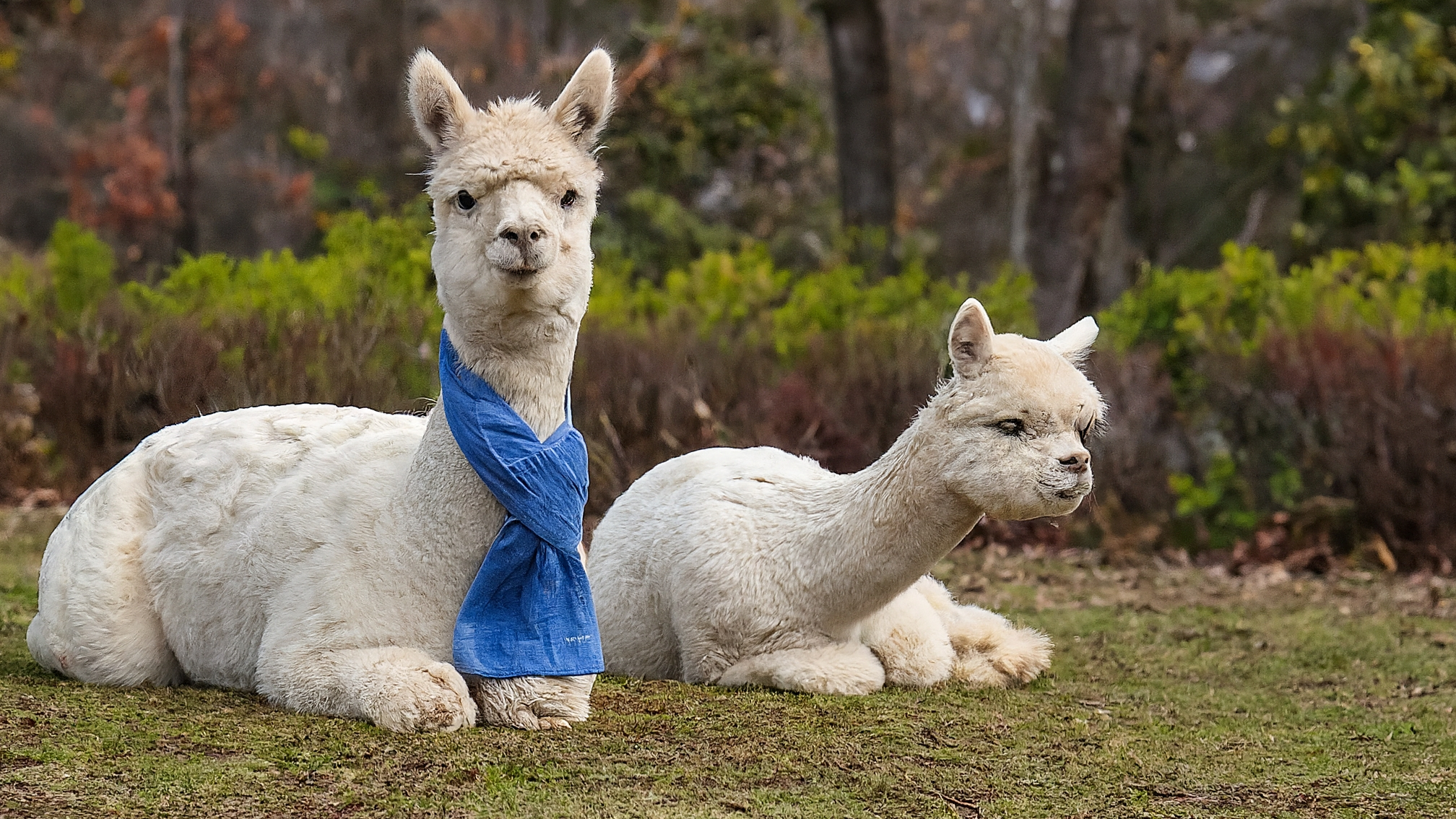 Due lama bianchi cartoon, uno maschio vestito con un elegante completo blu e una femmina con un elegante vestito rosa. Il maschio ha un'espressione analitica e leggermente preoccupata, la femmina un'espressione genuina e attenta, come se stessero osservando qualcosa di inaspettato su uno schermo o un grafico. Sono in piedi uno accanto all'altra, con uno sfondo stilizzato a tema crypto (linee di codice astratte, grafici stilizzati). Nessun testo sull'immagine. Colori vivaci ma professionali, stile illustrativo pulito e accattivante.