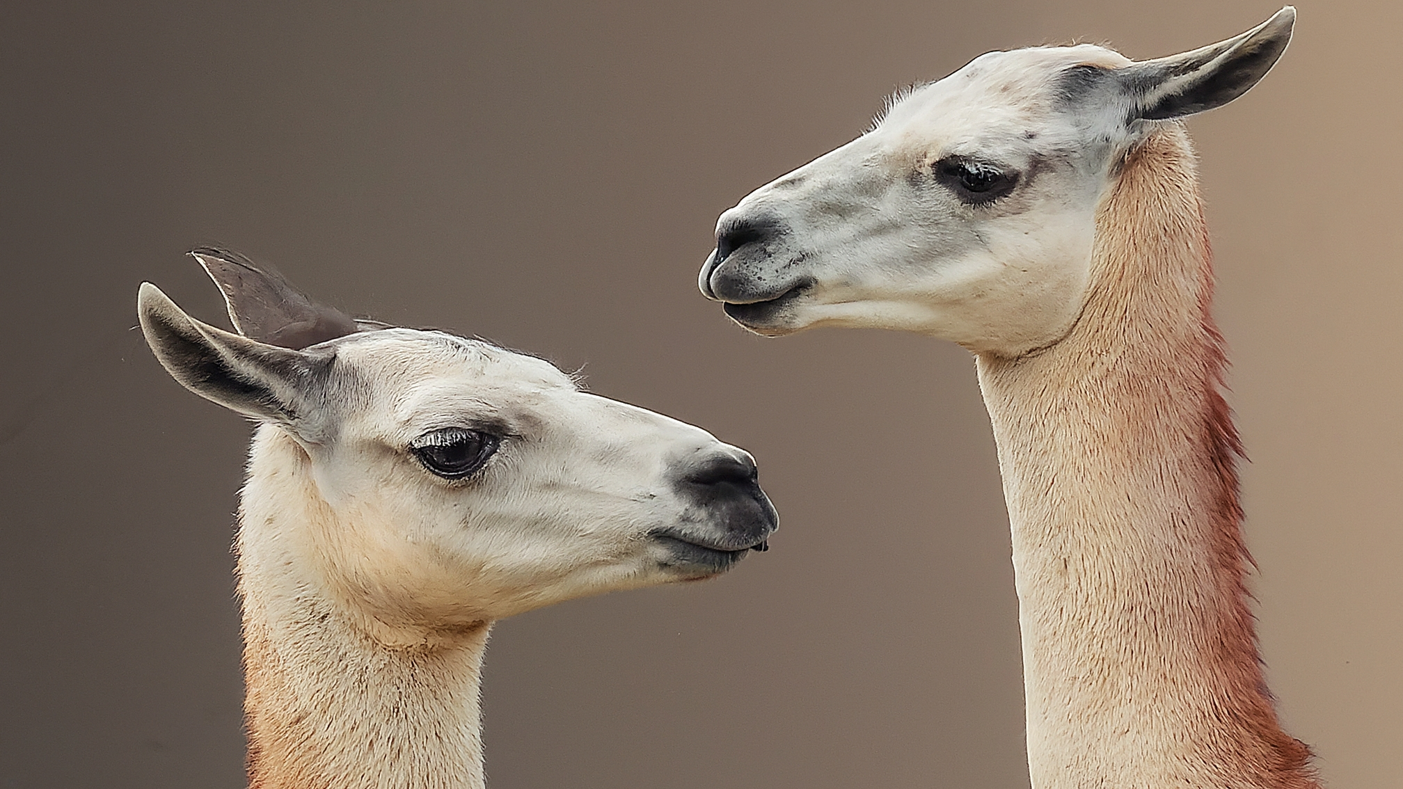 Due lama bianchi in stile cartoon con vestiti eleganti (uno maschio blu, una femmina rosa), uno con espressione perplessa che guarda uno schermo vuoto, l'altra con un punto interrogativo sopra la testa. Sfondo neutro e luminoso.