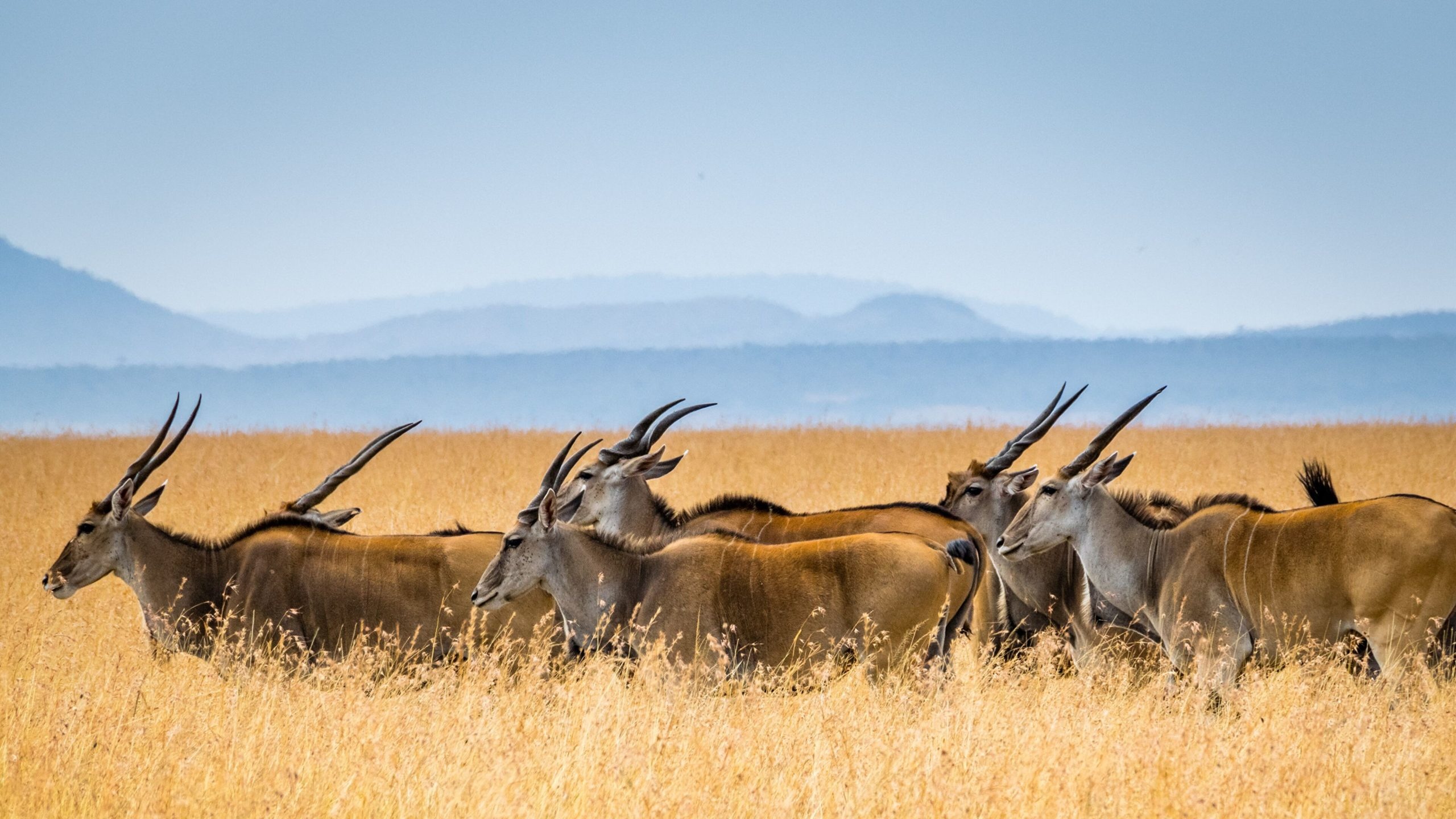 Gran Experiencia de Lujo a Kenia y Tanzania 2026 - imagen 7
