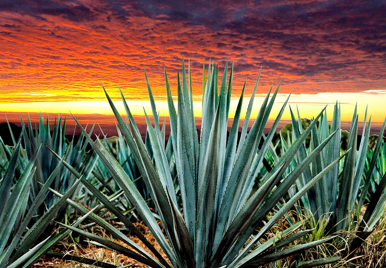 Ruta del Tequila en Reyes 2027