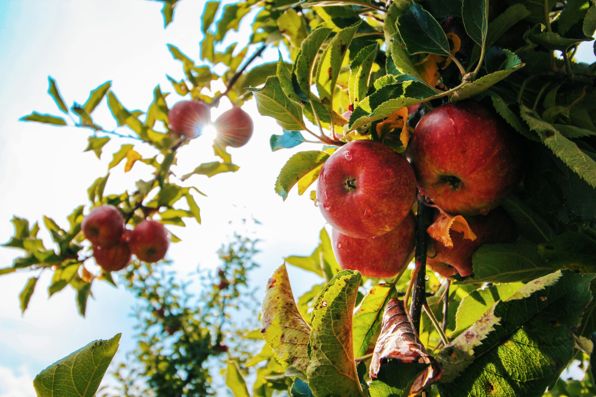 USDA: Depleted juice stocks to support EU apple prices