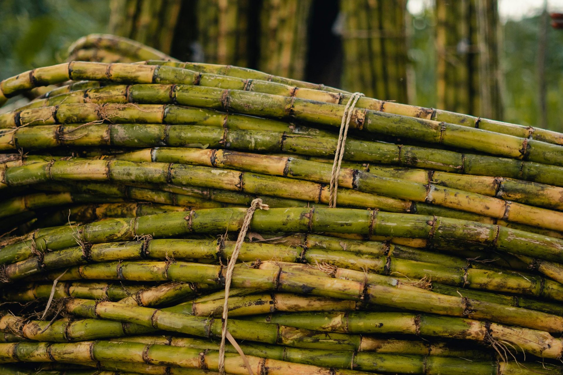 Sugar cane piled high in a field