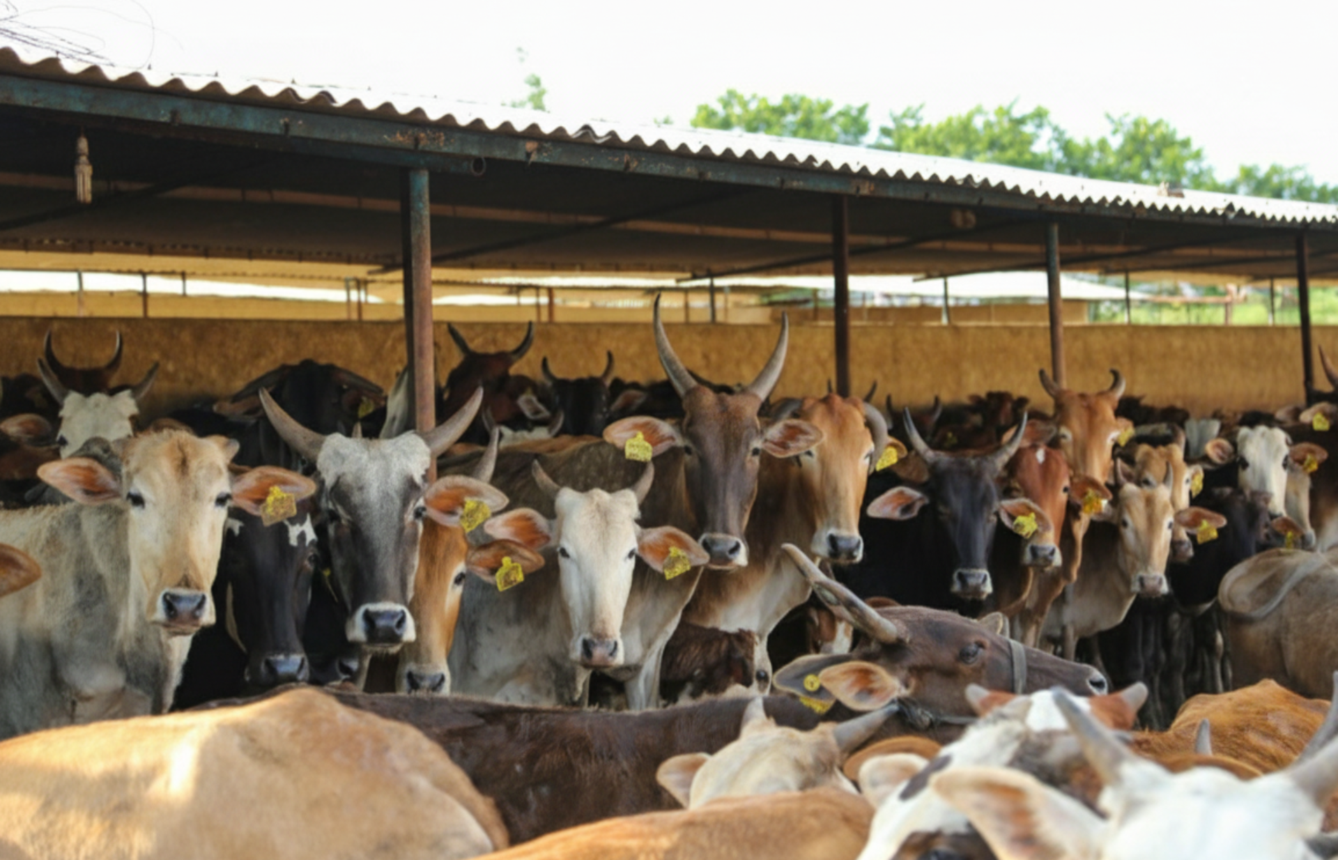India's dairy boom shows signs of strain as growth model hits limits
