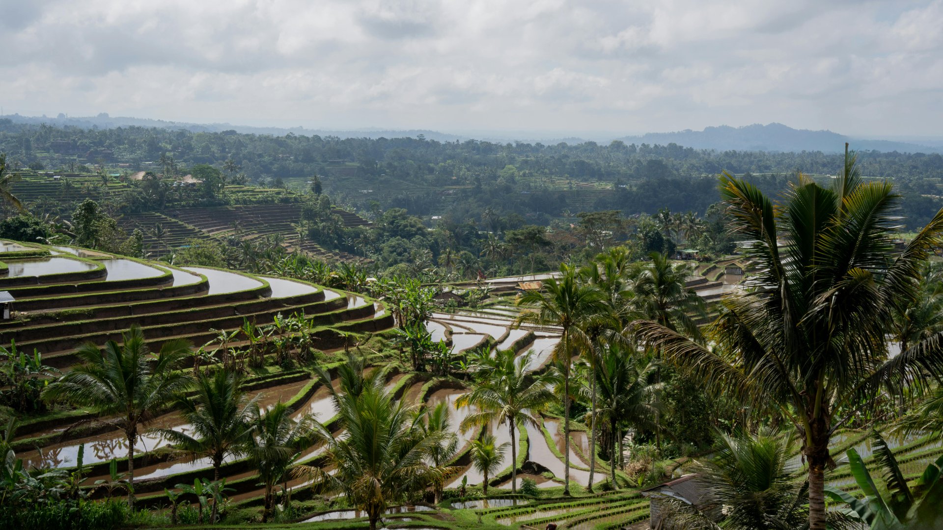 Rice prices hit six-year low as global glut prompts import curbs