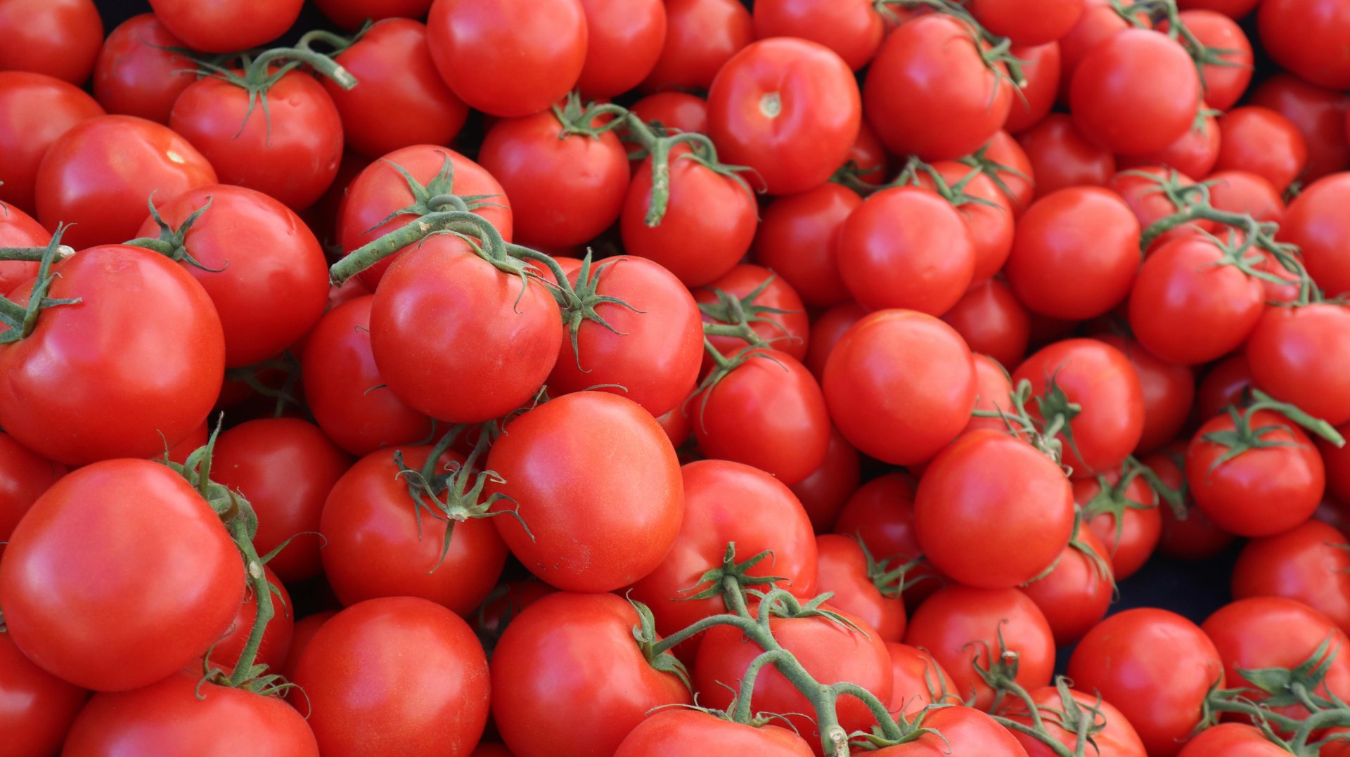 California tomato growers report 'unicorn season' after bumper yields