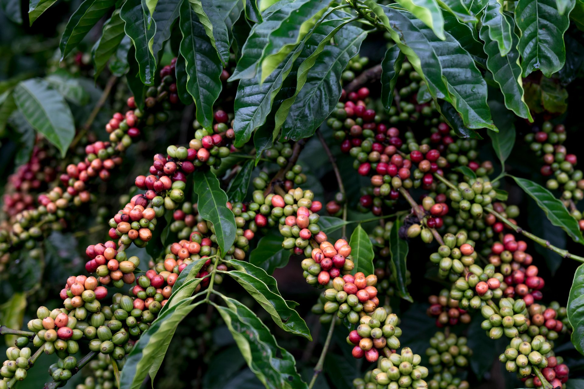 Agricultural markets 'highly exposed to volatility' after repeated shocks