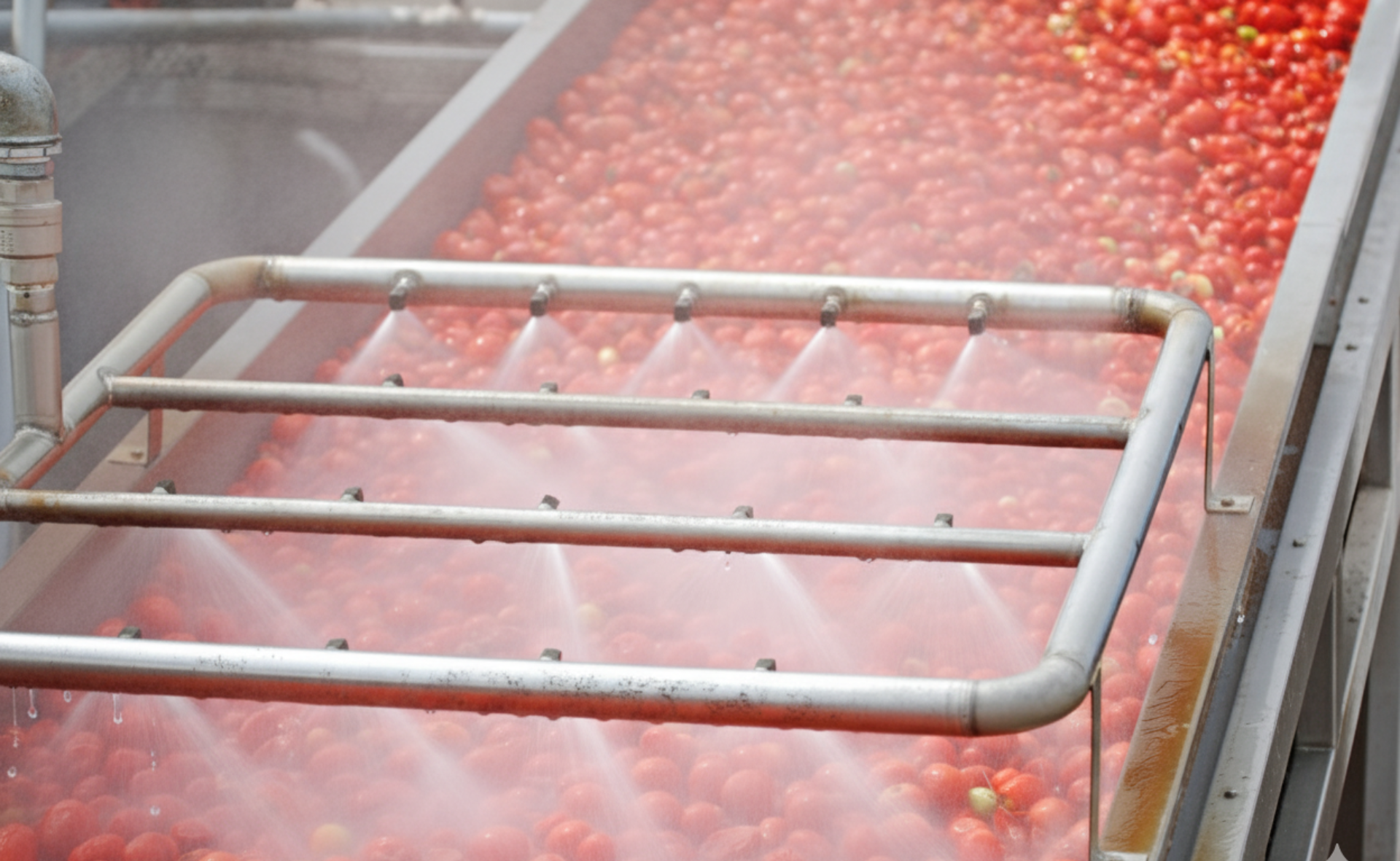 tomato processing line