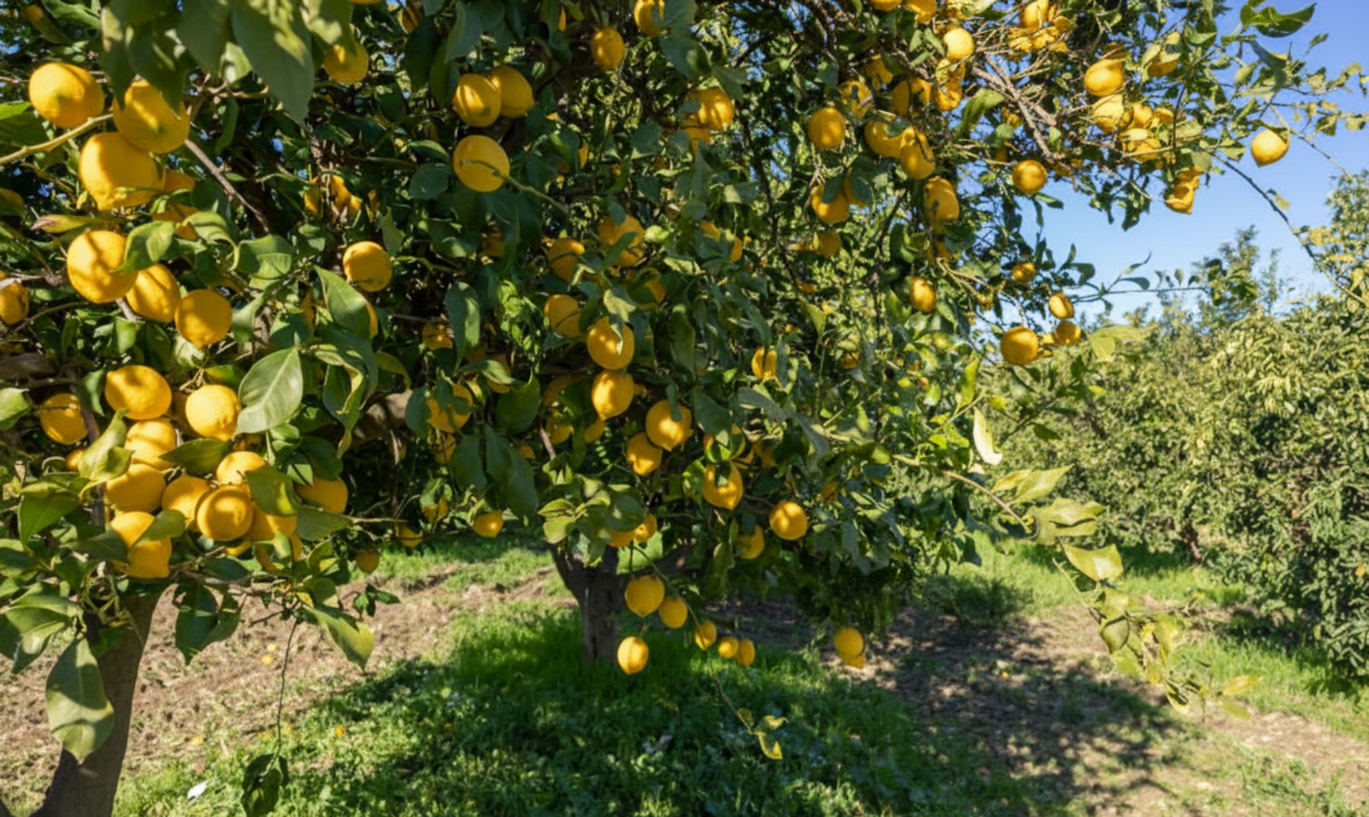 Argentine lemon juice prices double as industry clears pandemic glut