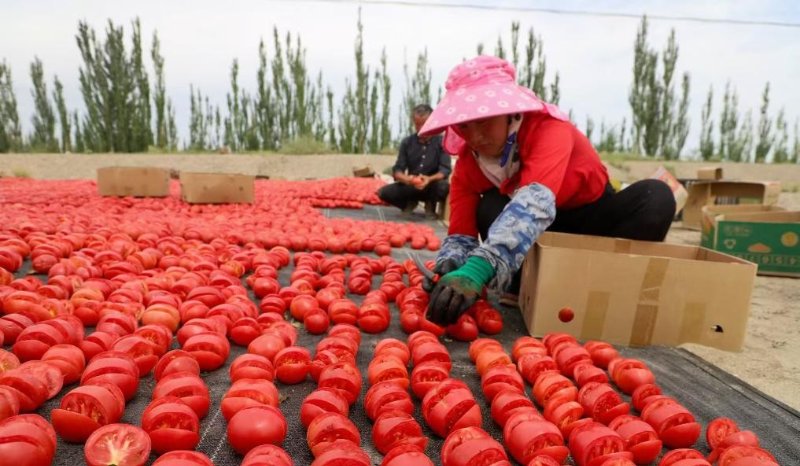 tomatoes laid out to dry in Xinjiang, China