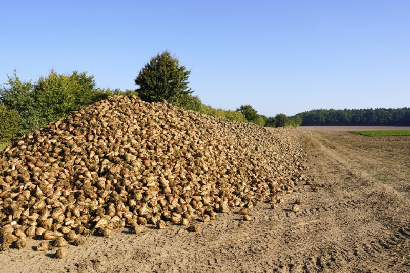 Sugar beet harvested in a field