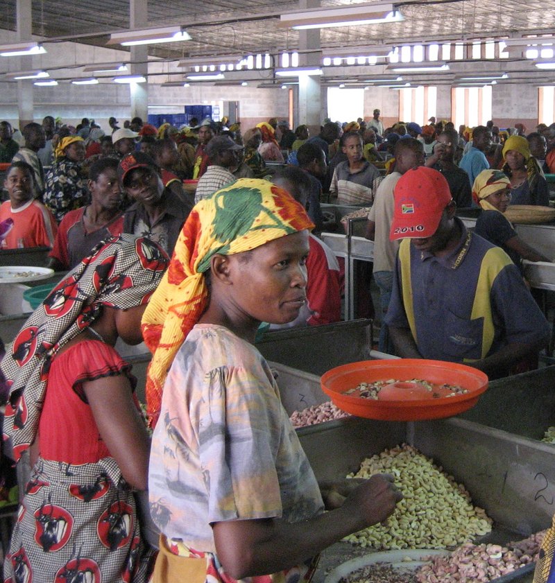 Rows of workers stand at metal sorting tables inside a large cashew processing hall, grading shelled kernels by hand