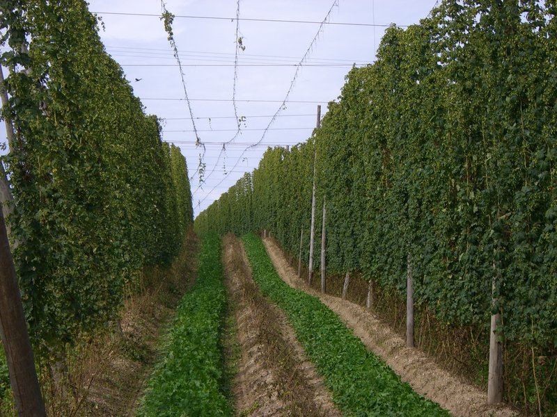 An alley between two rows of mature hop bines grown up high trellis wires in a Hallertau hop garden