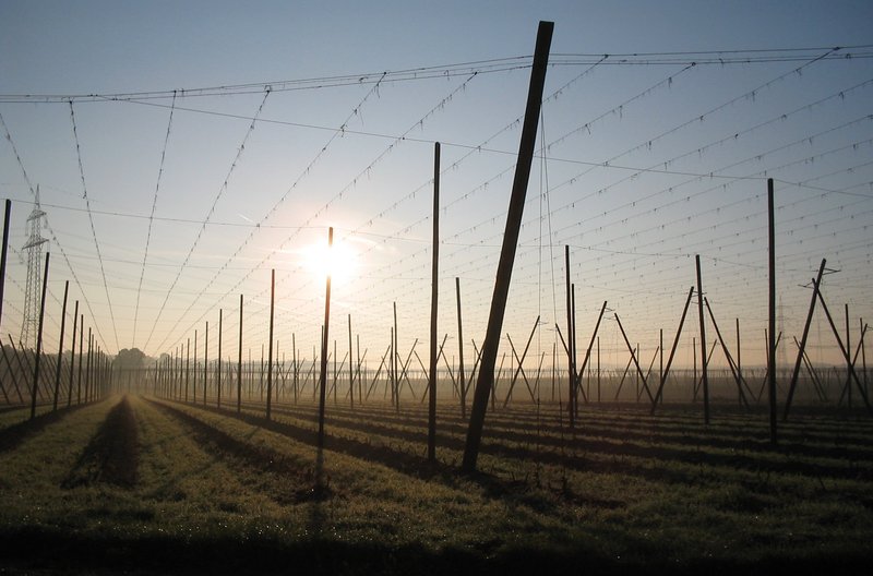 Bare wooden poles and trellis wires of stripped hop gardens silhouetted against a low sun at dawn