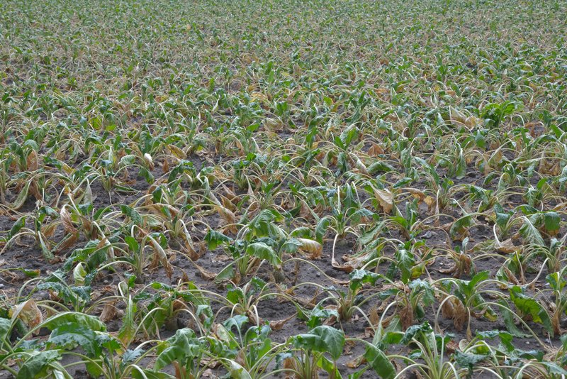 Sugar beet plants with wilted and browned leaves collapsed over dry soil during drought