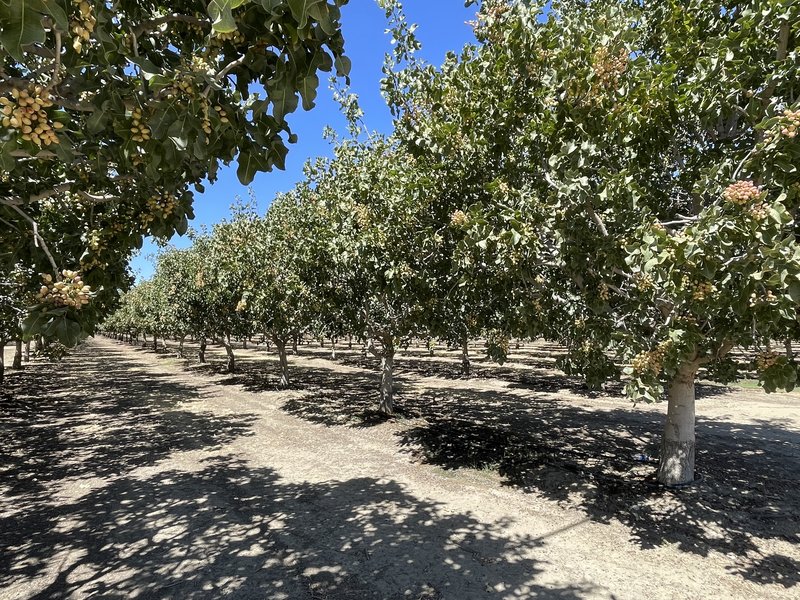 Rows of pistachio trees in a California orchard under bright sun, with dry bare ground between the rows