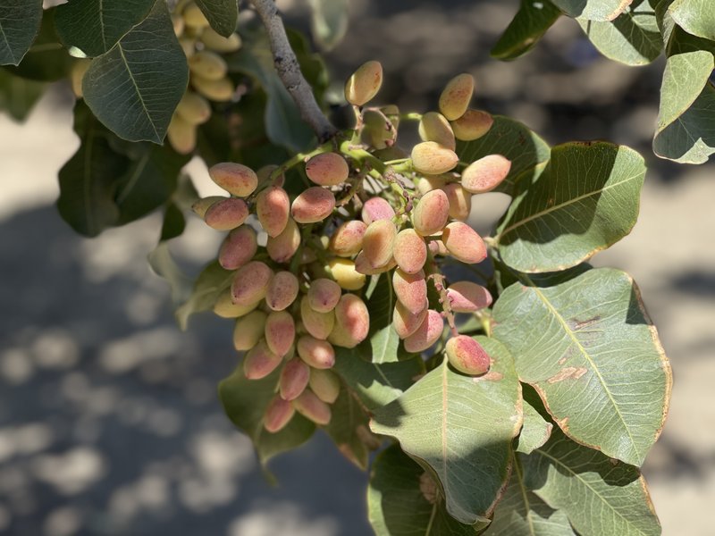 Close-up of a cluster of pink-blushed pistachio nuts hanging on a branch among green leaves