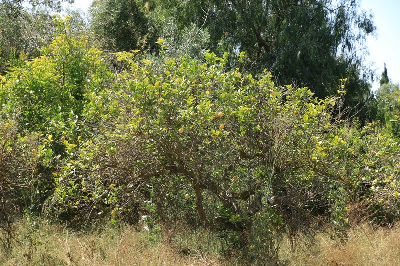 A mature lemon tree bearing yellow fruit in a field at San Pedro del Pinatar, Murcia, with dry grass beneath and olive trees behind