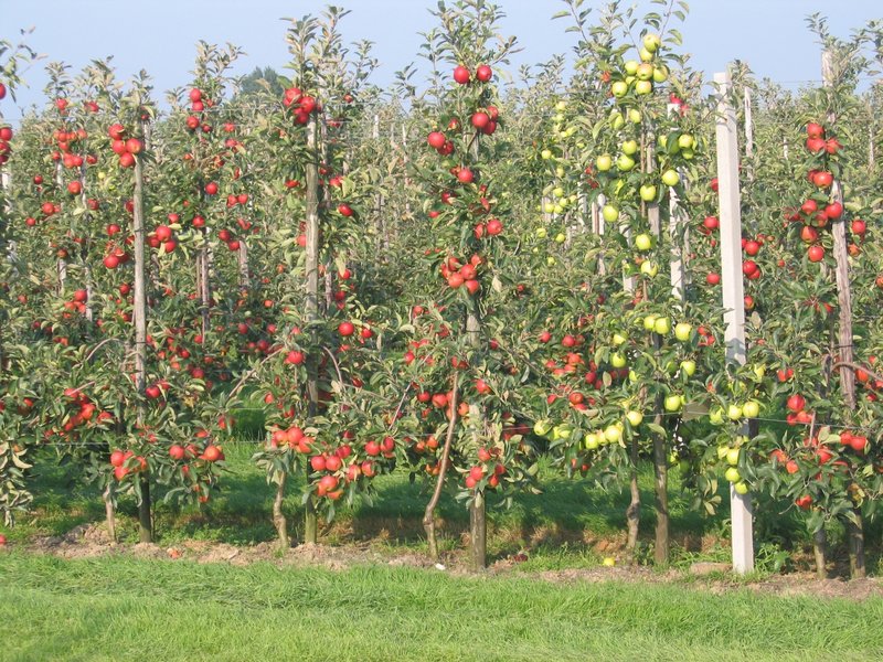 Trellised apple trees in an intensive Polish orchard, branches carrying red and green apples above a mown grass alley