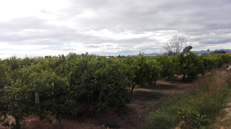 Rows of citrus trees on the coastal plain at Castelló de la Plana, with the town and mountains on the horizon under a cloudy sky