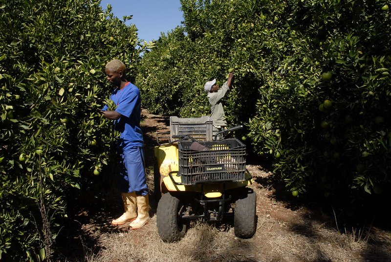Two farm workers picking citrus into crates loaded on a quad bike between rows of orange trees in the Northern Cape, South Africa