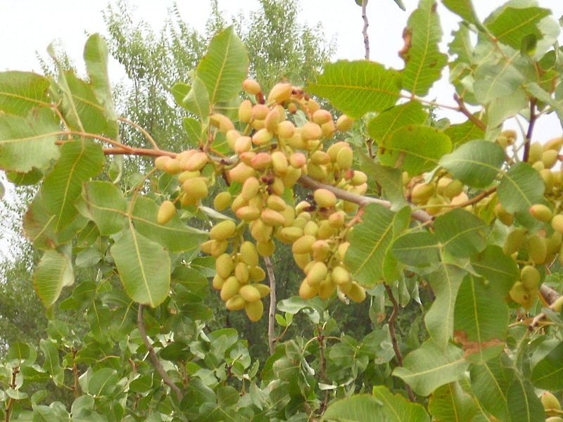 Clusters of ripening pistachios hanging on a branch among broad green leaves in an orchard in Campo de Calatrava, Ciudad Real, Spain