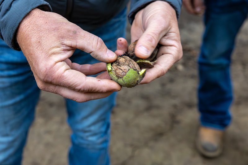 A grower's hands splitting the green hull from a Chandler walnut, showing the ridged in-shell nut inside, in a California orchard