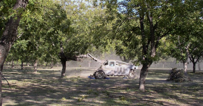 A self-propelled mechanical shaker clamps the trunk of a pecan tree in an orchard, bringing down nuts and leaves through a cloud of dust