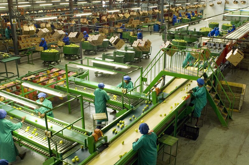 Elevated view of a citrus packhouse floor in Limpopo, South Africa, with workers in green and blue overalls grading fruit along conveyor lines and stacked cartons overhead