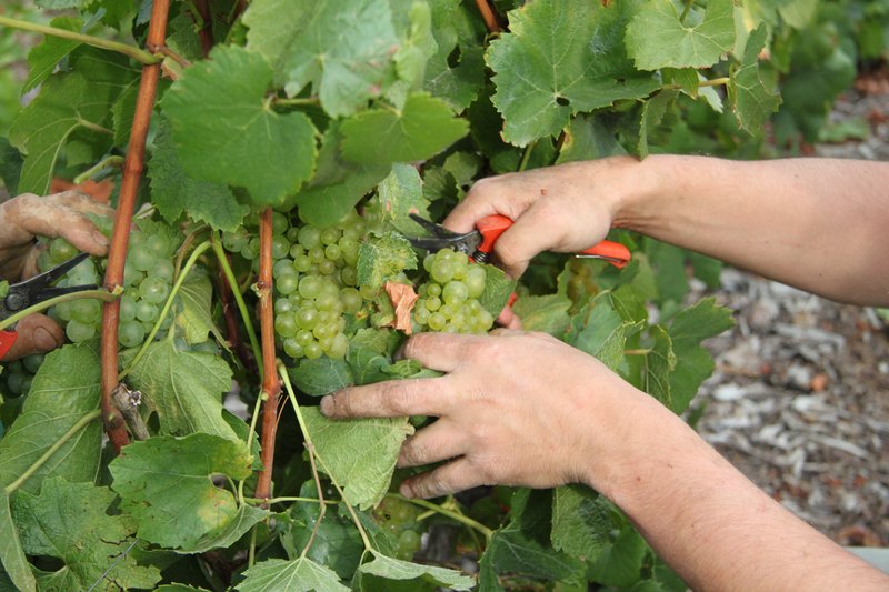 Two pickers cutting bunches of chardonnay from a vine with secateurs during the harvest in Champagne
