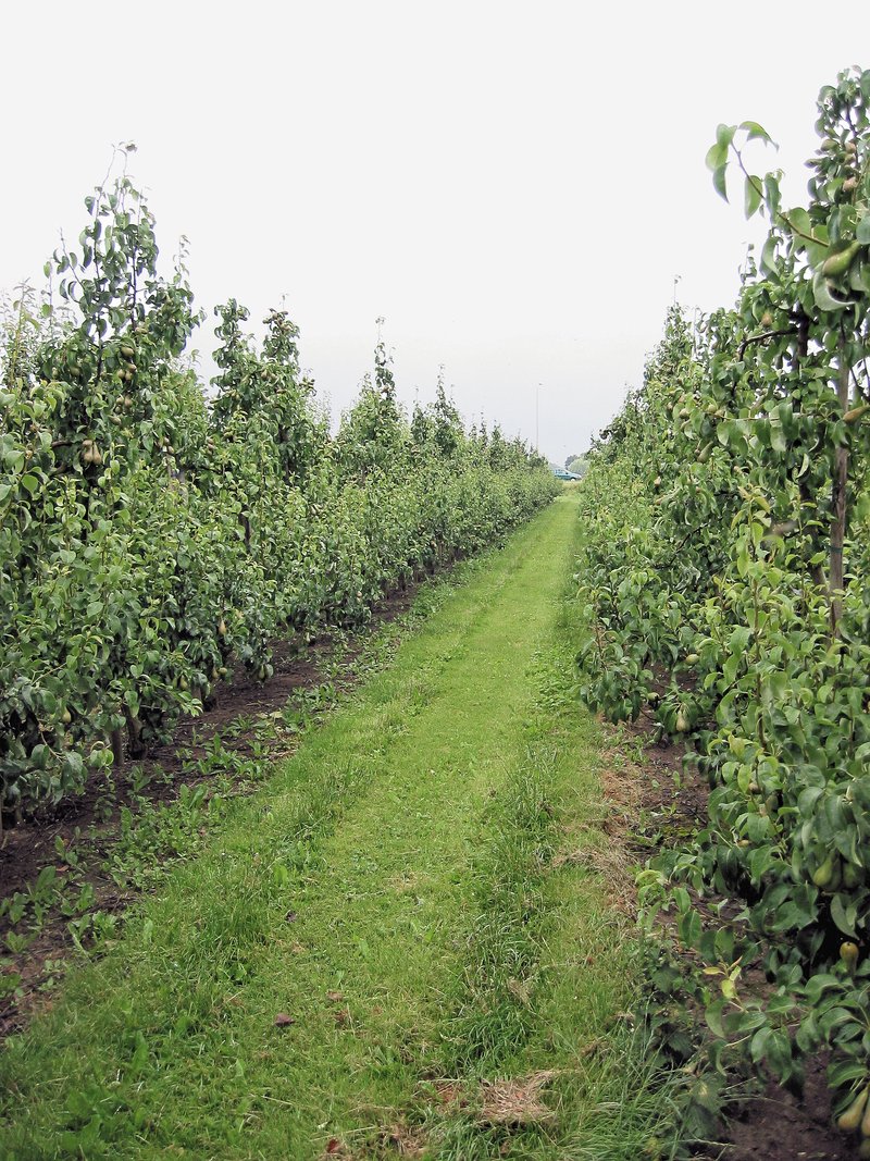 Rows of trellised Conference pear trees carrying fruit either side of a grass alley in a Dutch orchard under an overcast sky