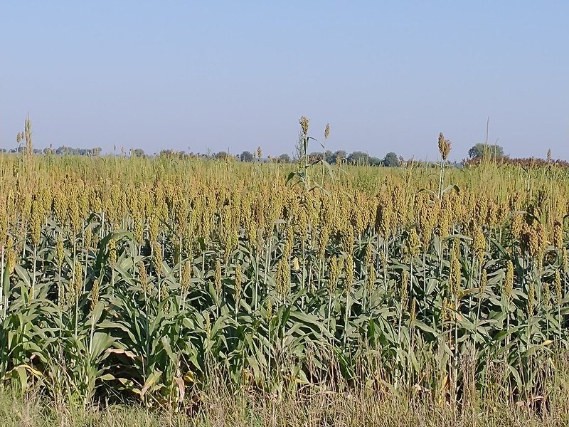 A field of grain sorghum in head, seed panicles standing above the leaf canopy under a clear sky