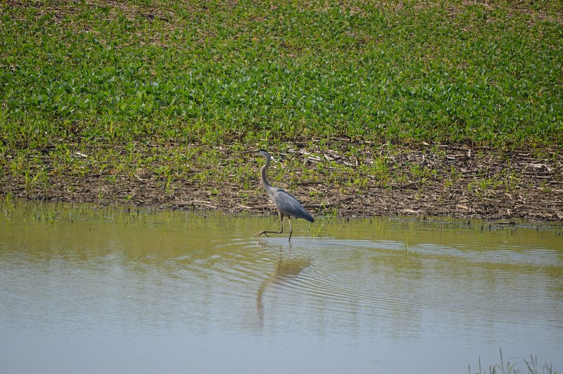 A great blue heron stands in floodwater covering the edge of a soybean field in Ohio