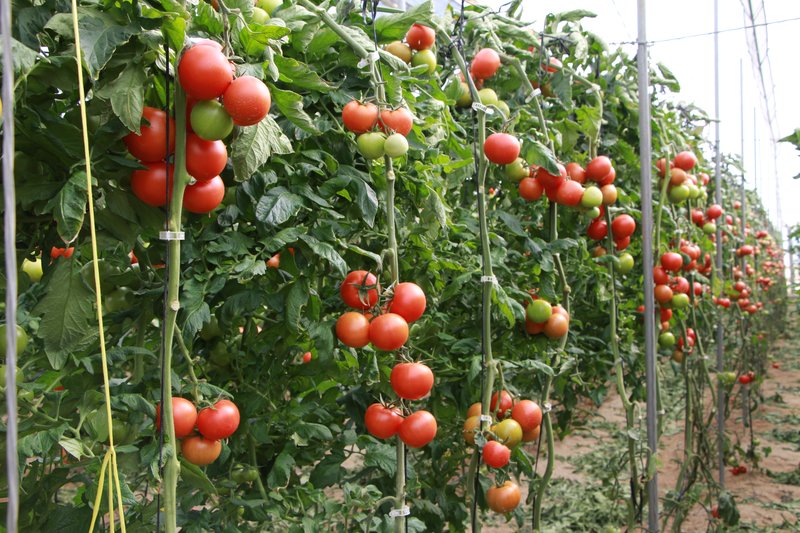 Rows of ripening truss tomatoes trained on string inside a greenhouse in Almería
