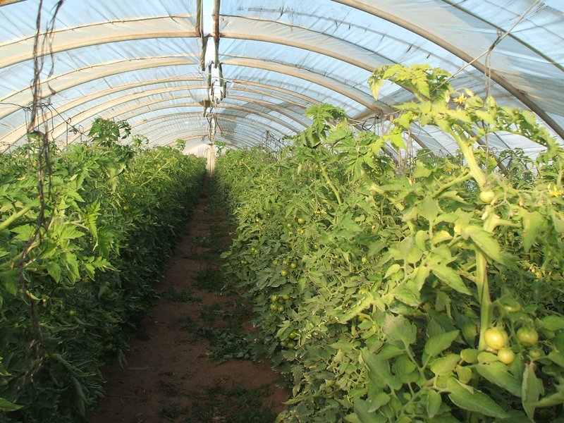 Rows of tomato plants with green fruit inside a plastic-covered tunnel house in Morocco