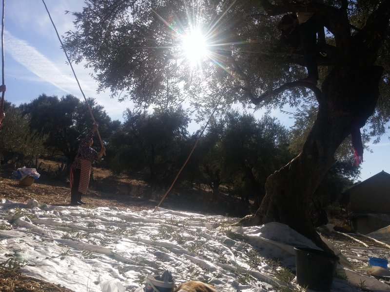 A woman knocks olives from a tree with a long pole in a Moroccan grove, the fruit falling onto white sheets spread across the ground