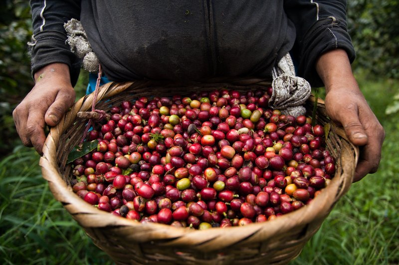 Two hands hold a wide woven basket heaped with ripe red and green coffee cherries, coffee bushes and grass behind