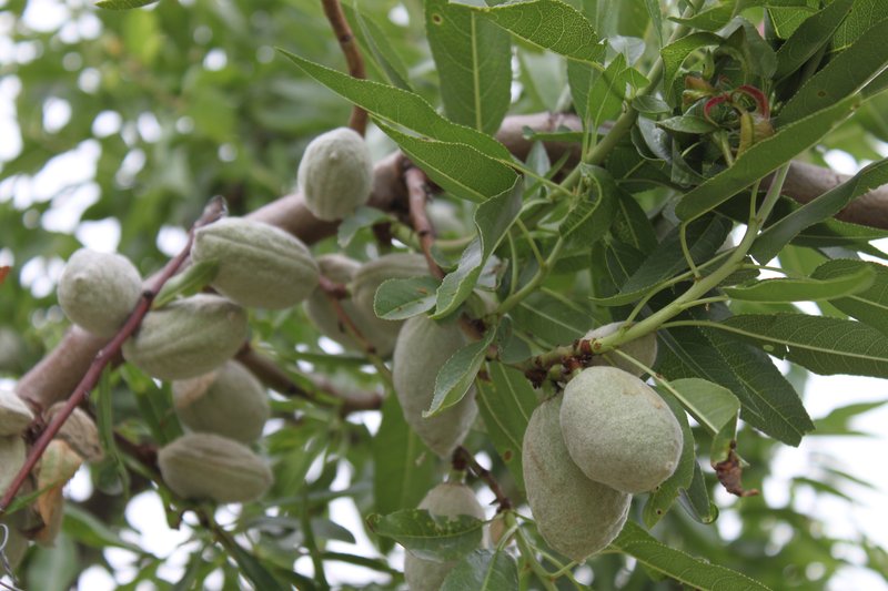 Green almond hulls swelling on the branches of an almond tree among its leaves, in the province of Albacete, Spain