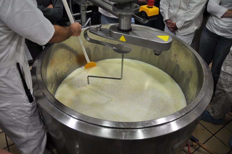 Cheesemakers stand around a stainless steel vat as curds separate from whey