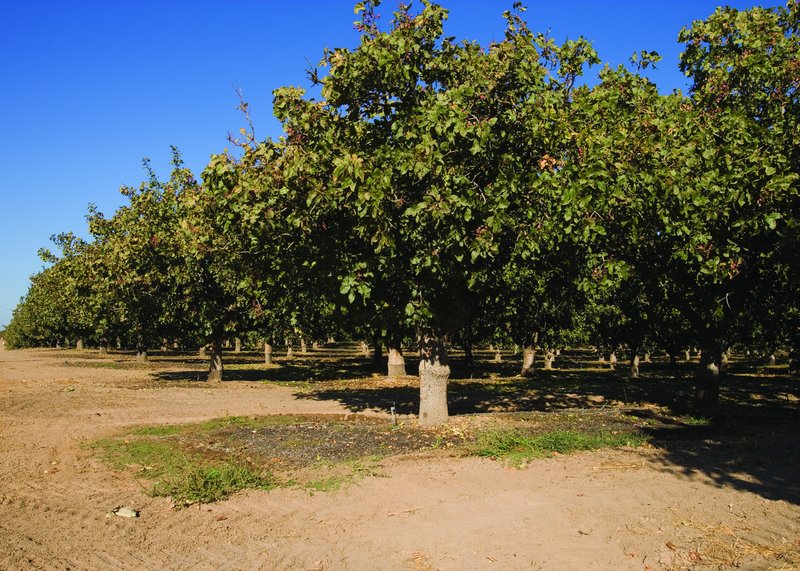A row of mature pistachio trees heavy with leaves and nut clusters under a clear blue sky, with bare dry ground in the foreground