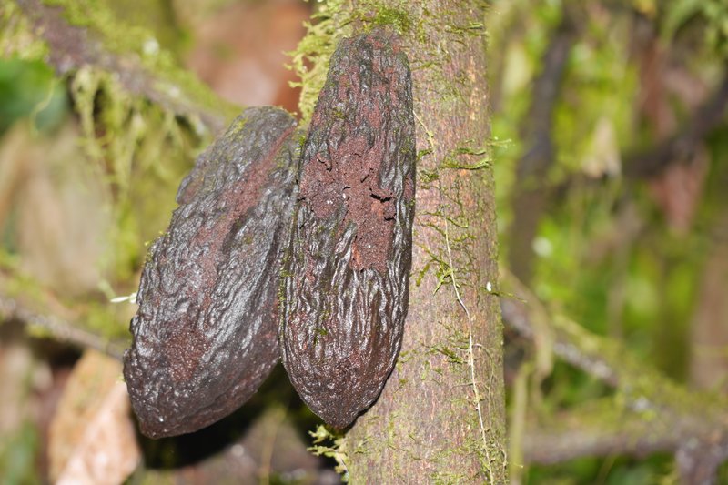 Two blackened, shrivelled cacao pods hanging from a moss-covered cacao tree trunk