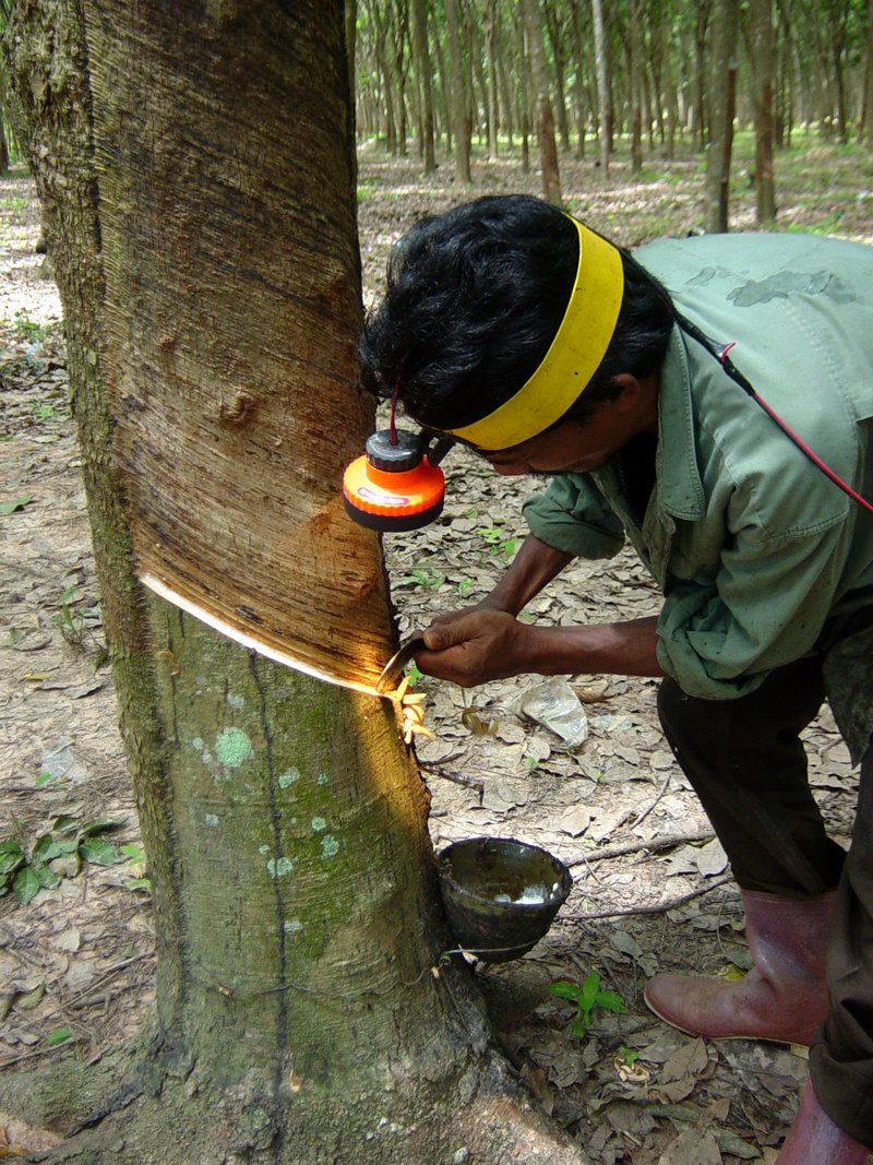A worker wearing a head lamp cuts a tapping groove into a rubber tree, with a latex collection cup below, on a plantation in Thailand