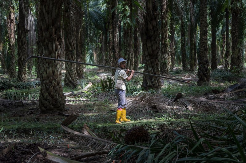 An estate worker in yellow boots carries a long-poled harvesting sickle between rows of mature oil palms, a cut fruit bunch on the ground in front of him